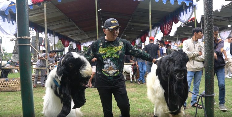 BERHADIAH PULUHAN JUTA KODIM 0708 PURWOREJO GELAR KONTES KAMBING RAS KALIGESING DALAM SAMBUT KEMERDEKAAN RI 