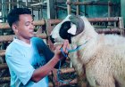 Dari Kandang Gebang ke Arena Lomba: Domba Purworejo Tembus Rp500 Juta, Peternak Muda Incar Ikon Sate Daerah