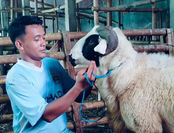 Dari Kandang Gebang ke Arena Lomba: Domba Purworejo Tembus Rp500 Juta, Peternak Muda Incar Ikon Sate Daerah
