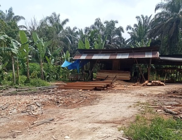 Dibekingi Tokah  Adat,  17 Sawmill Illegal Bebas    Beroperasi  di Teratak Buluh. —Detik Aktual News.com