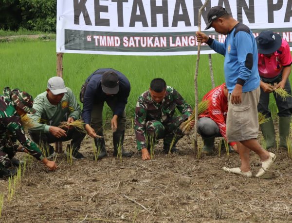 Sinergitas Perkuat Swasembada Pangan di Pelosok Desa, Satgas TMMD Ke-129 Kodim 0313/KPR Turun ke Sawah Tanam Padi Di Kuala Panduk