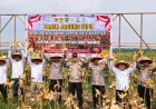 Koppsa M Tanam Jagung Pipil dan Holtikultura.       Detik Aktual News Com