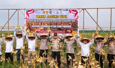 Koppsa M Tanam Jagung Pipil dan Holtikultura.       Detik Aktual News Com