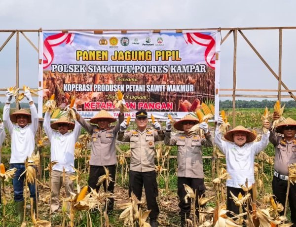 Koppsa M Tanam Jagung Pipil dan Holtikultura.       Detik Aktual News Com