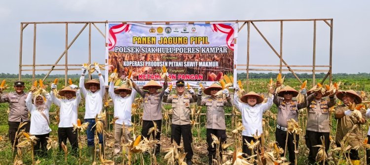 Koppsa M Tanam Jagung Pipil dan Holtikultura.       Detik Aktual News Com